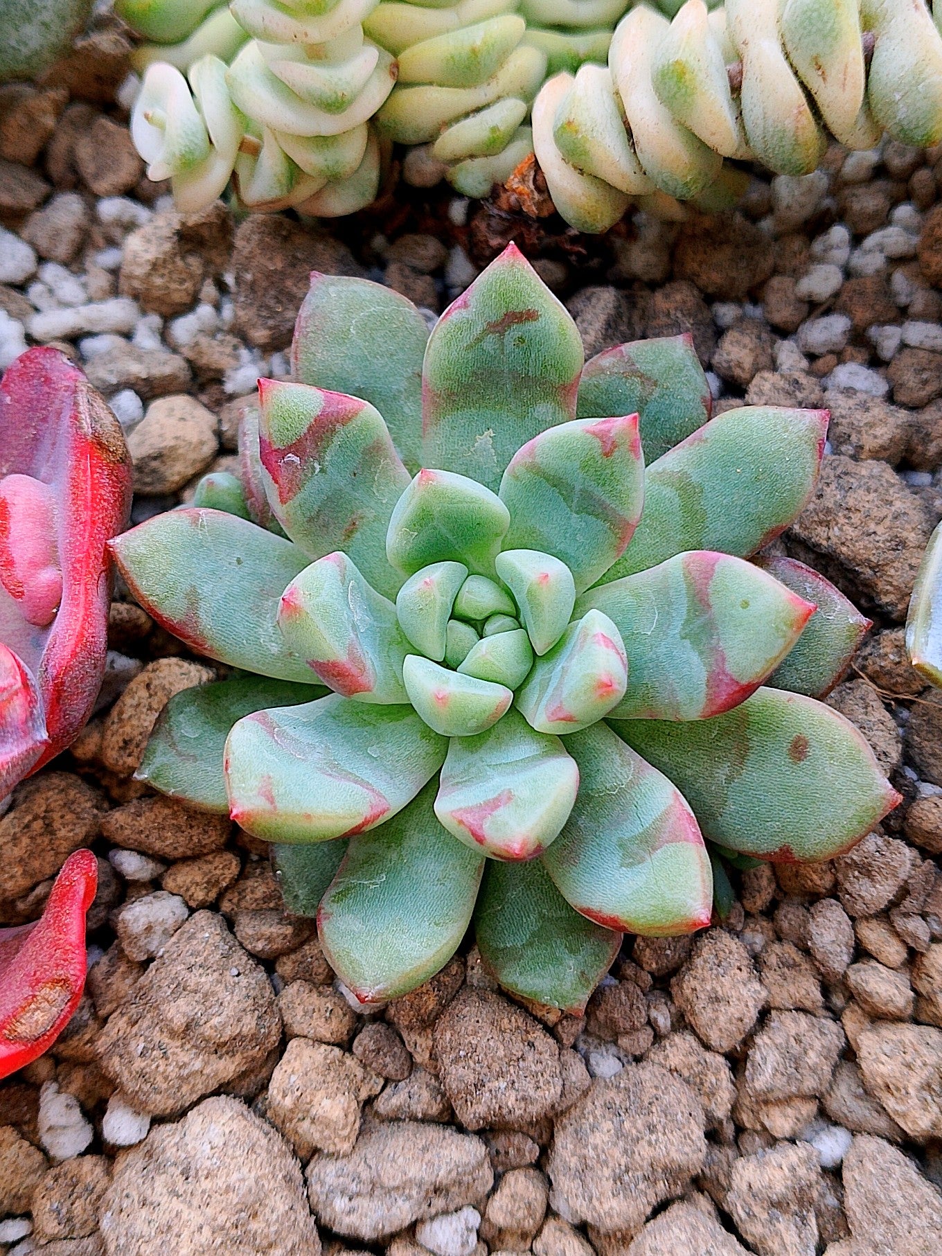 Echeveria Blood Swallow | maceta 2.5"
