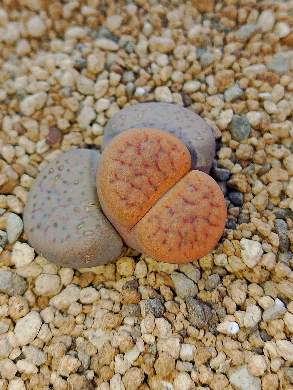 C391 	Lithops fulviceps v. fulviceps.