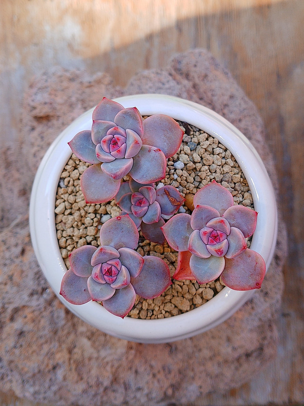Echeveria Pretty in pink
