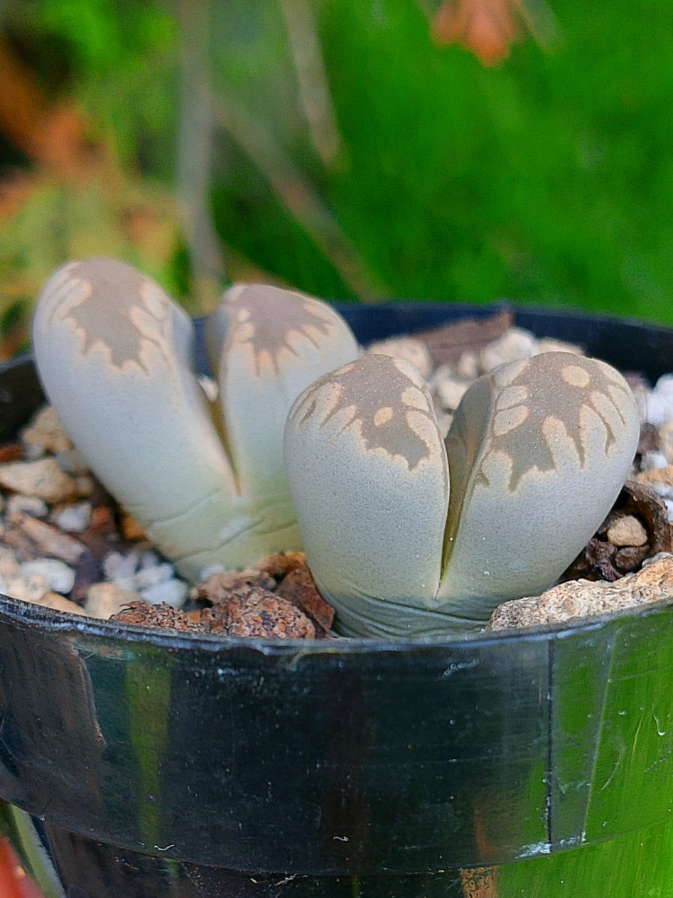Lithops Otzeniana | 2 cabezas