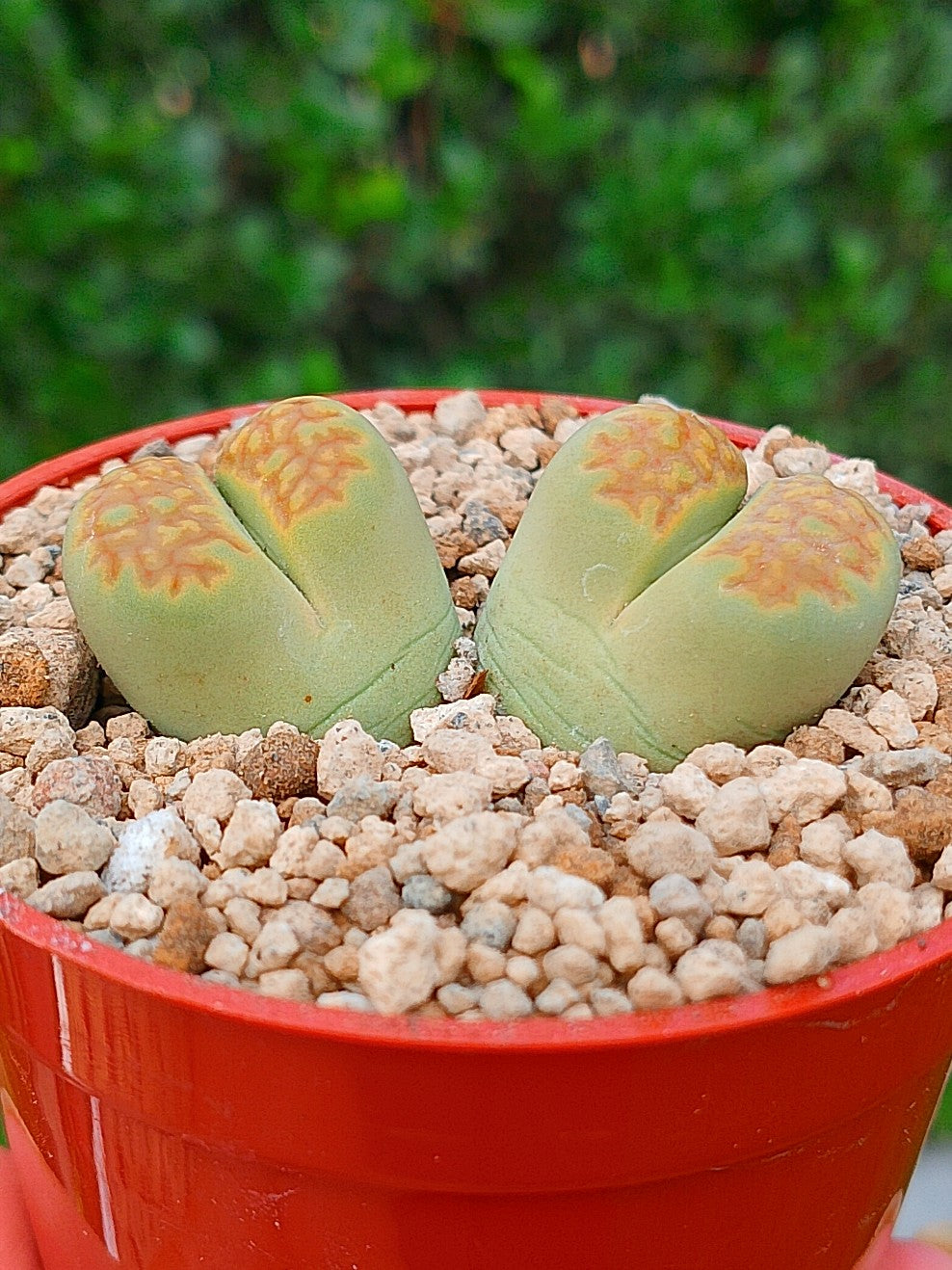 Lithops Hallii var ochracea 'Green soapstone'| 2 cabezas