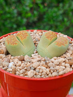 Lithops Hallii var ochracea 'Green soapstone'| 2 cabezas