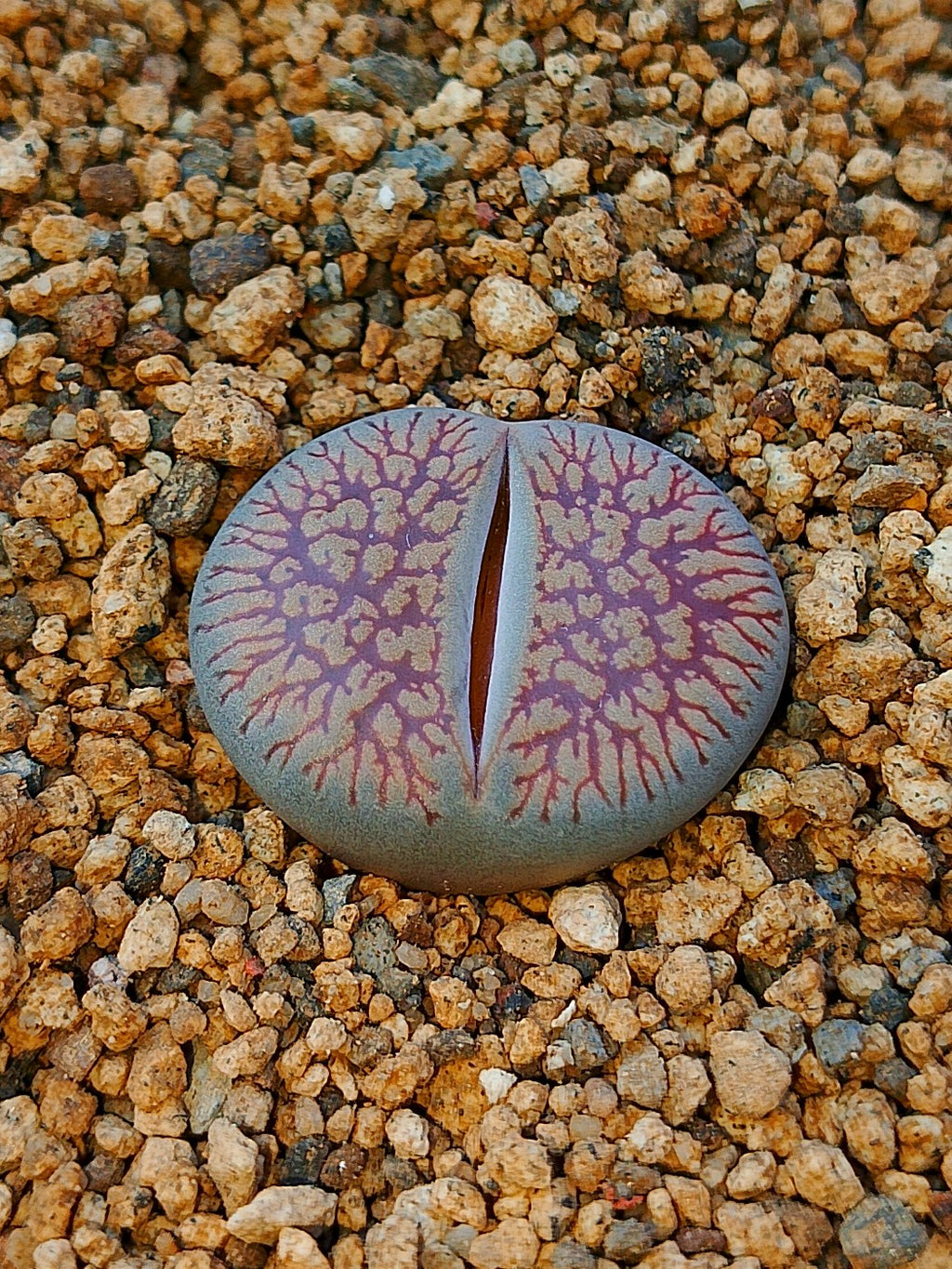 C048 	Lithops aucampiae ssp. euniceae v. euniceae