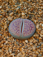 C048 	Lithops aucampiae ssp. euniceae v. euniceae