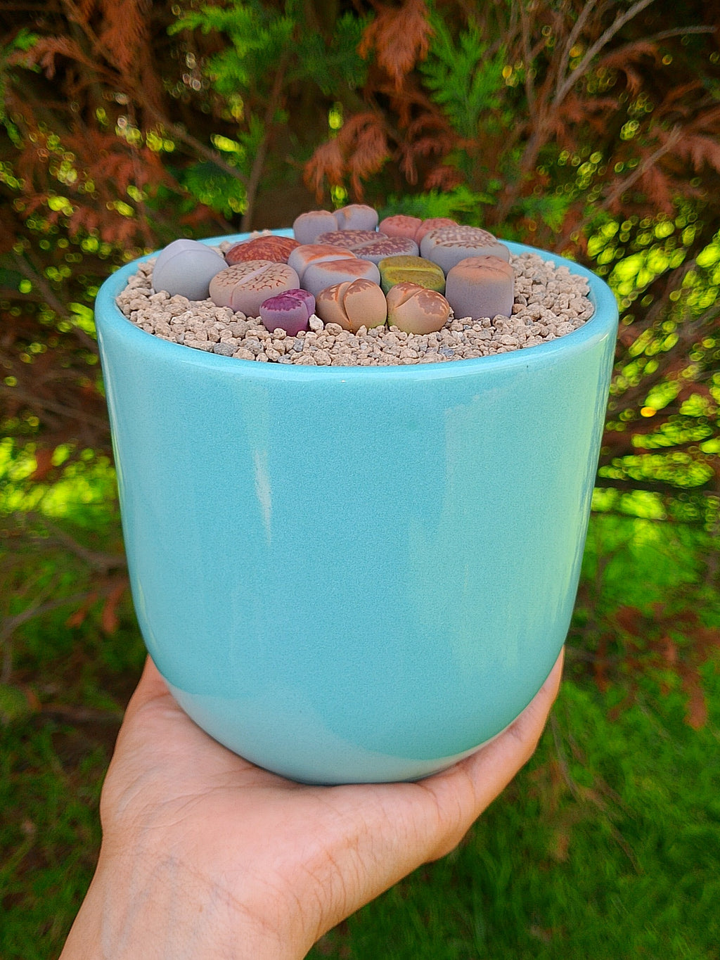 Paquete lithops Mix - circular A