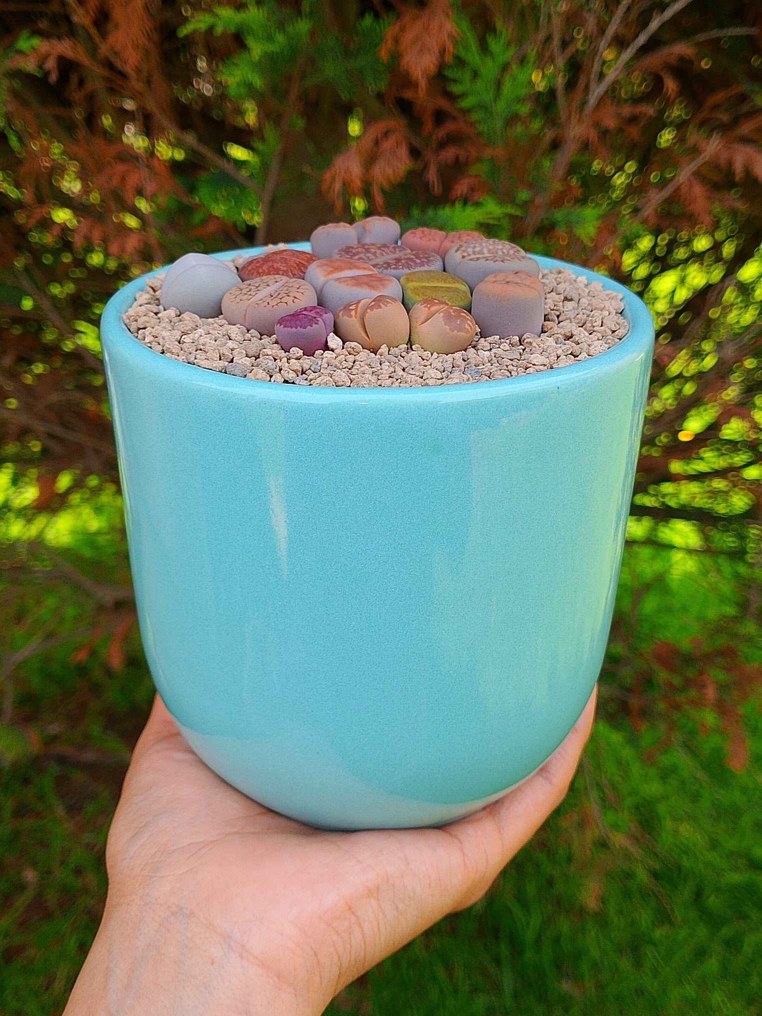 Paquete lithops Mix - circular A