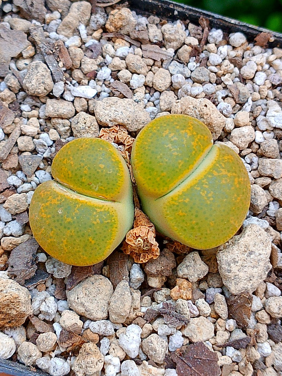 Lithops Leslie  | 2 cabezas