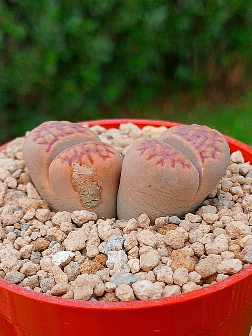 Lithops Hallii | 2 cabezas