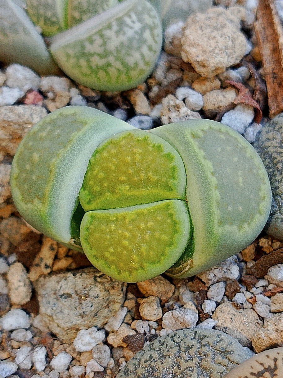 C111A Lithops hallii v. ochracea 'Green Soapstone'