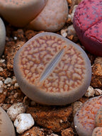 C154 	Lithops hookeri v. marginata (red-brown Form)