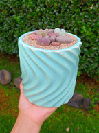 Paquete lithops Mix - circular D