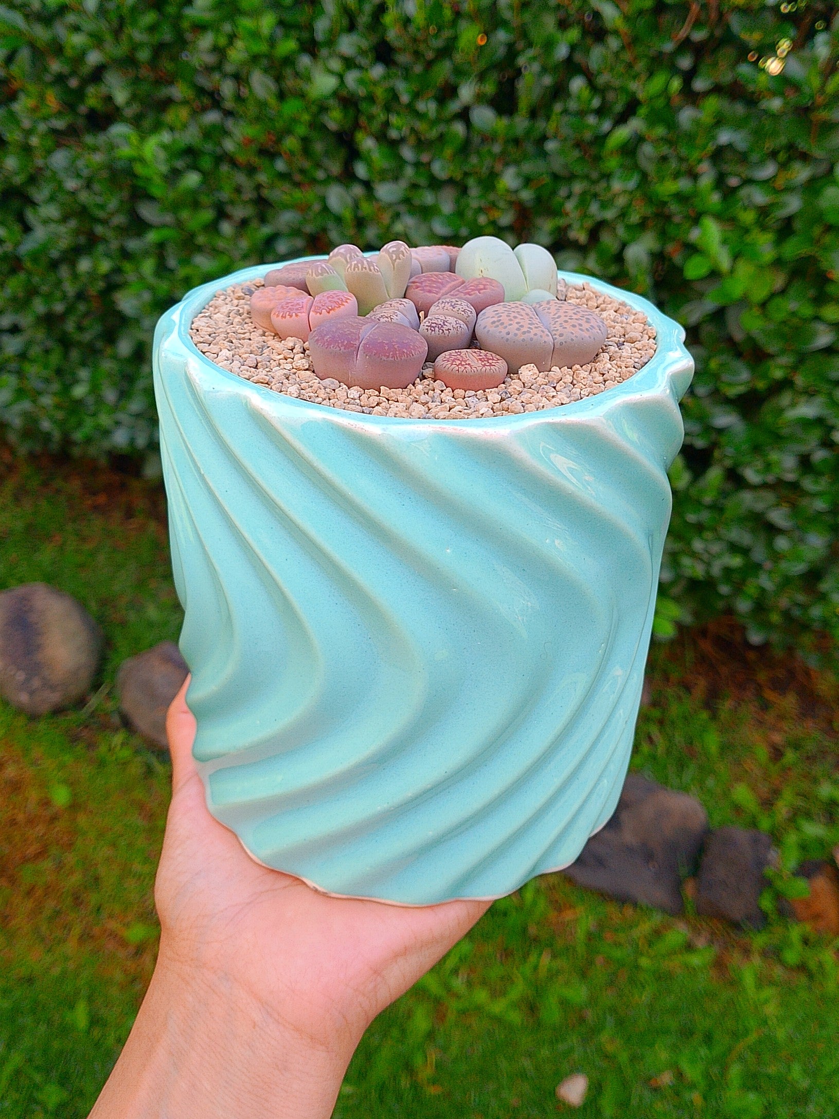 Paquete lithops Mix - circular D
