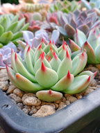 x Echeveria Agavoides blue dragon | maceta 3"