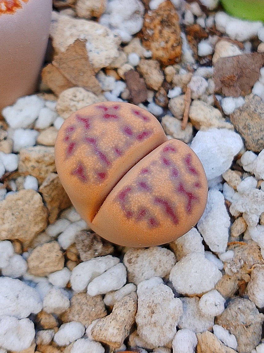 C181 	Lithops dinteri ssp. multipunctata 2 años
