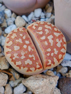 C064 	Lithops julii ssp. julii C