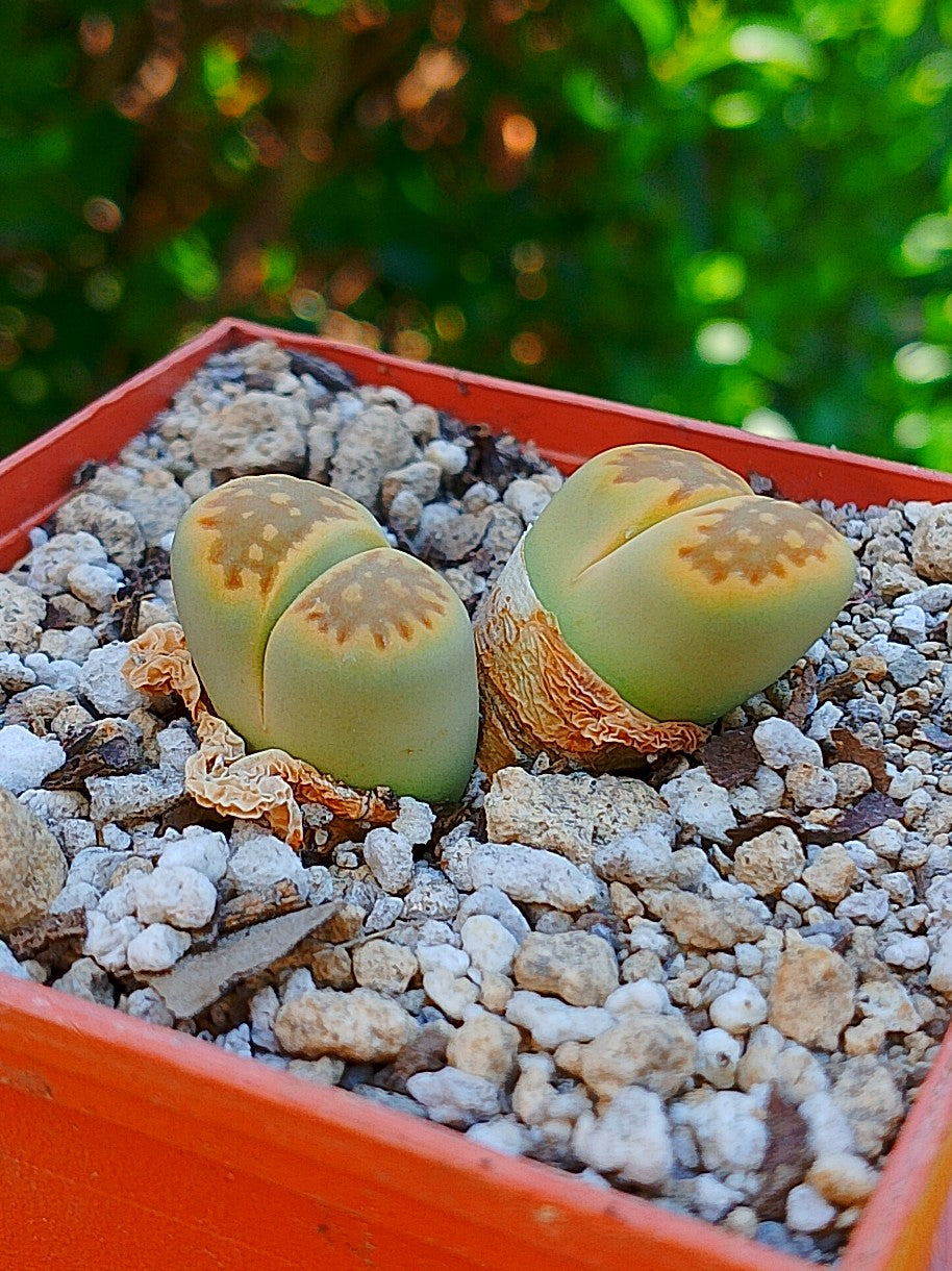 Lithops Hallii var ochracea 'Green soapstone'  | 2 cabezas