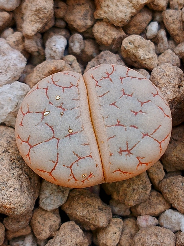 C189 	Lithops gracilidelineata ssp. gracilidelineata v. waldroniae