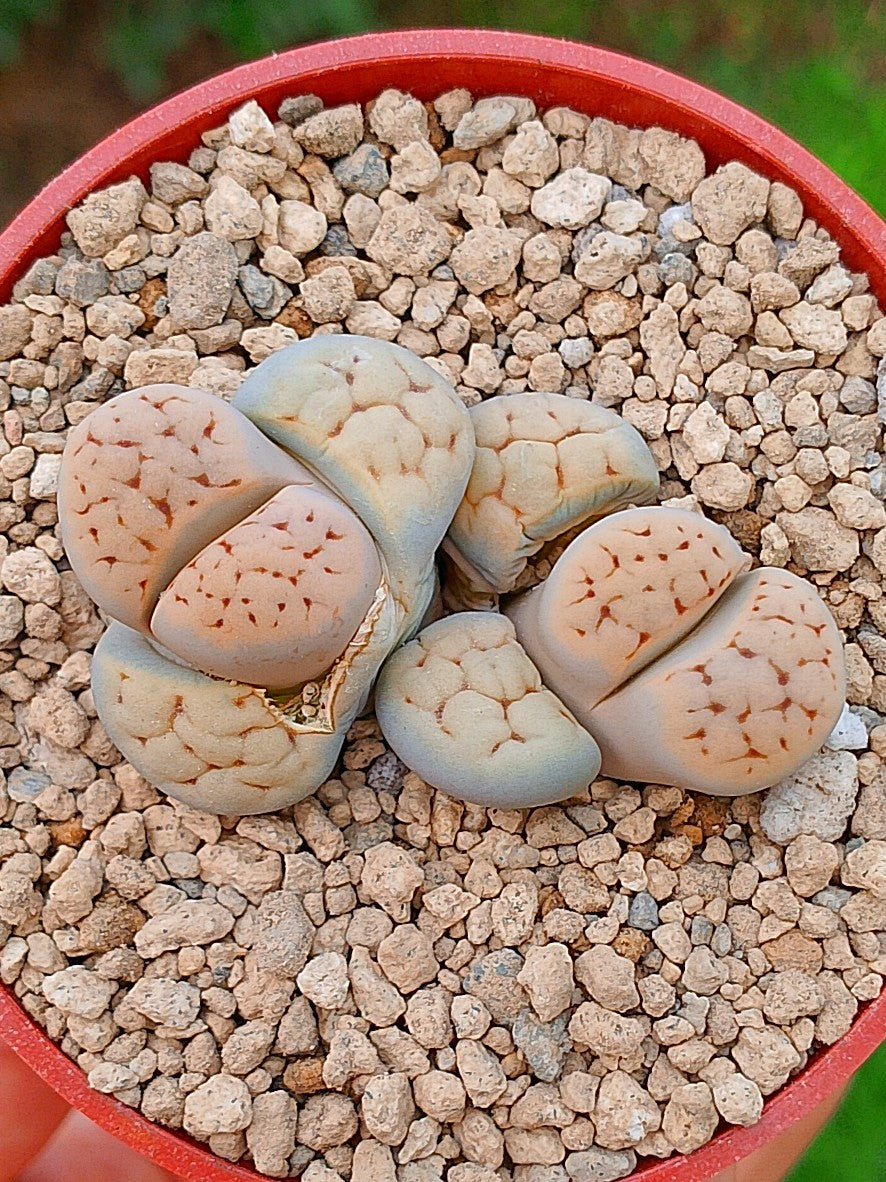 Lithops Karasmontana | 2 cabezas