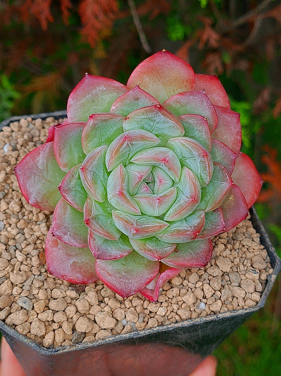 Echeveria Starmark | maceta 3"