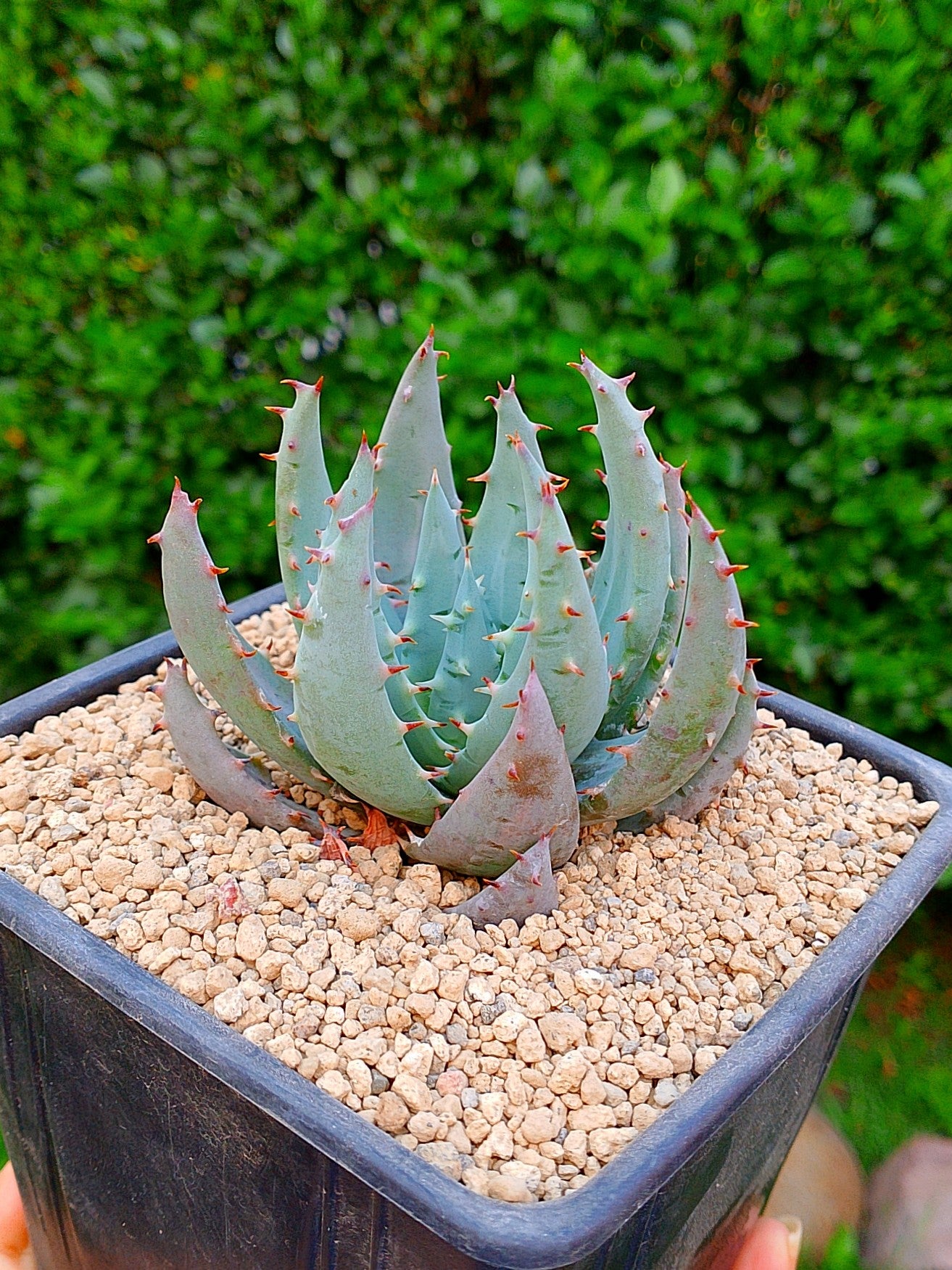 Áloe peglerae
