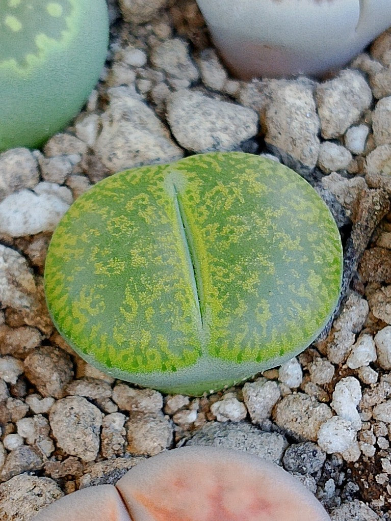 C036B 	Lithops lesliei ssp. lesliei v. lesliei 'Storms’s Albinigold'