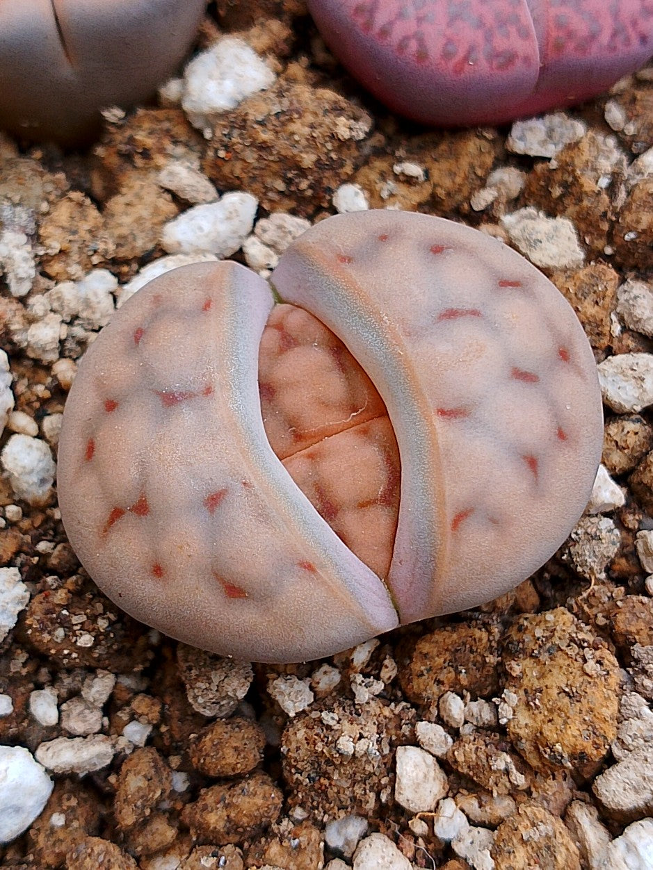 C226 	Lithops karasmontana ssp. karasmontana v. karasmontana
