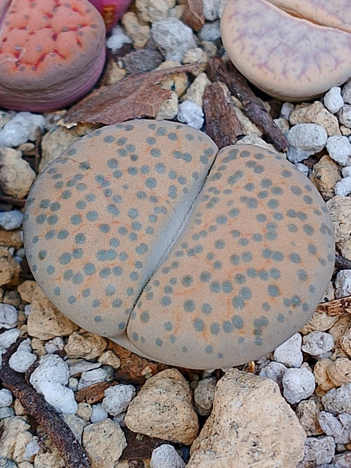 C278 	Lithops fulviceps v. fulviceps B