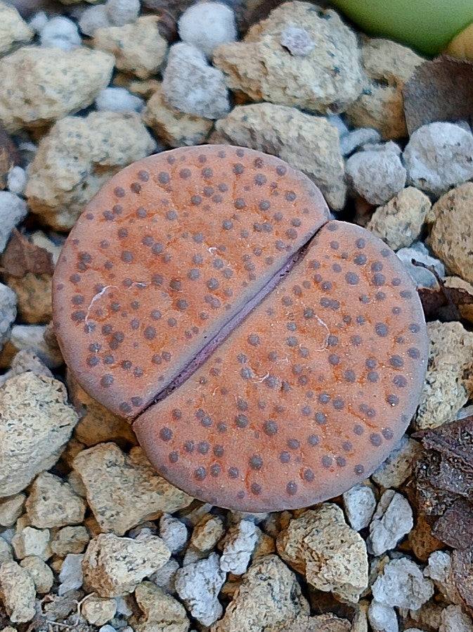 C220 	Lithops fulviceps v. fulviceps