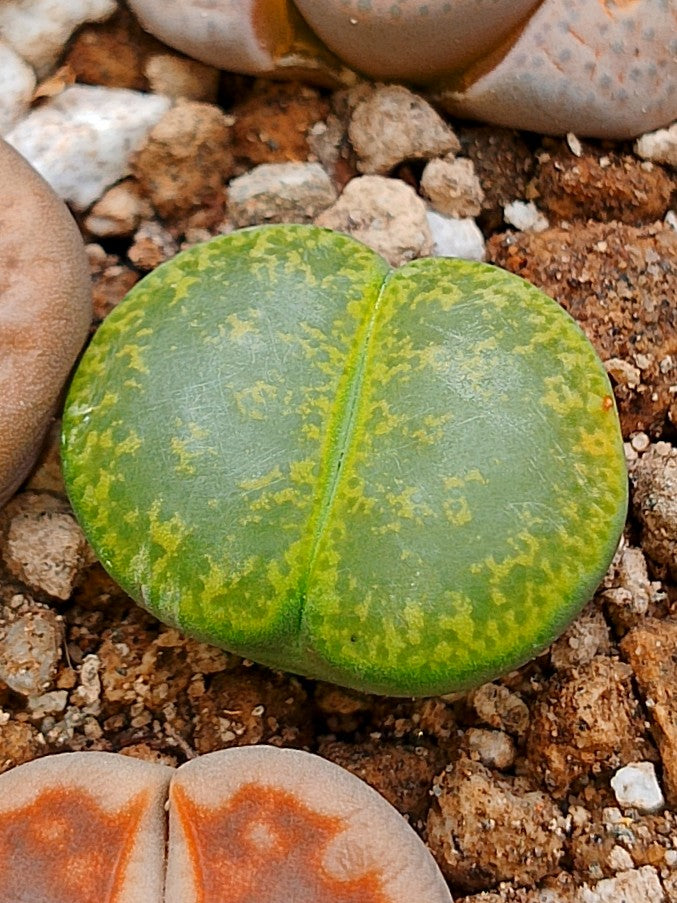 C036A 	Lithops lesliei ssp. lesliei v. lesliei 'Albinica'