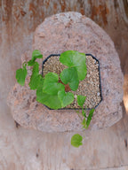 Dioscorea Elephantipens Grande 3
