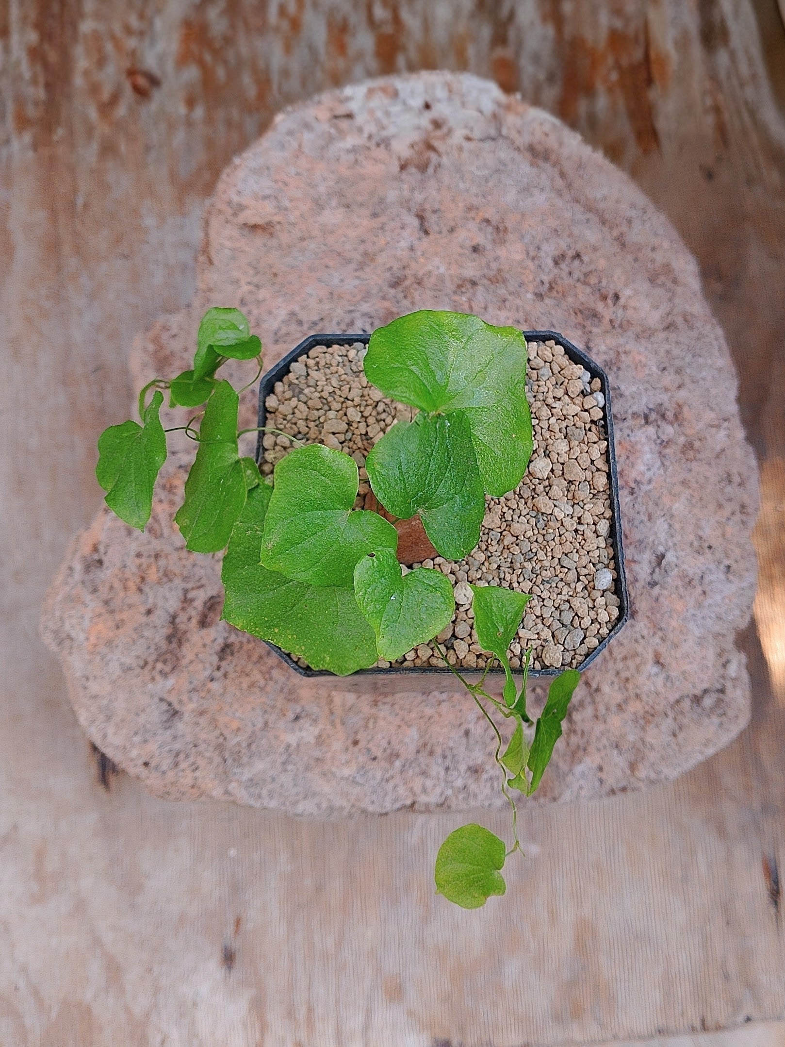 Dioscorea Elephantipens Grande 3