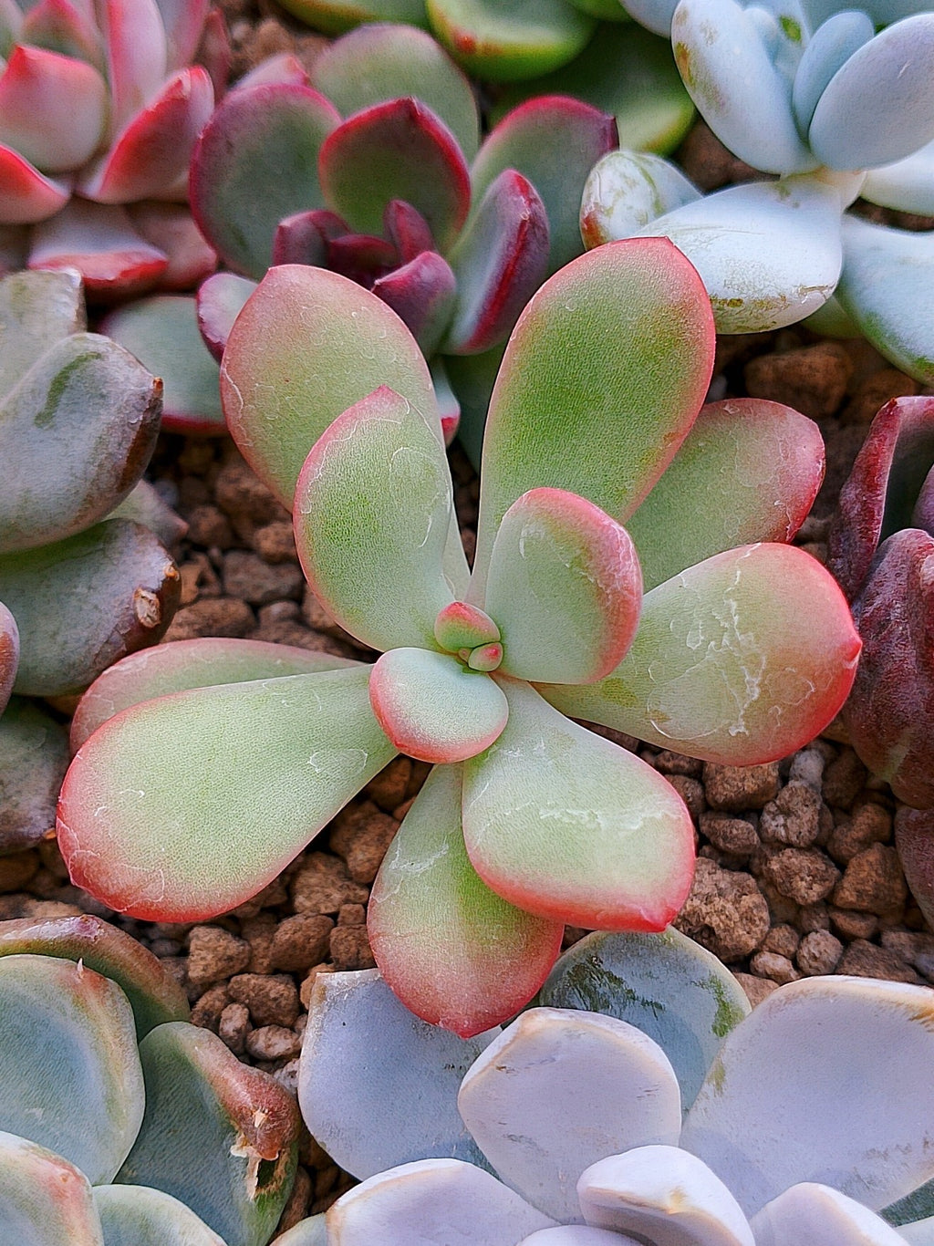 Echeveria Danbi | maceta 2.5"