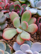 Echeveria Danbi | maceta 2.5"
