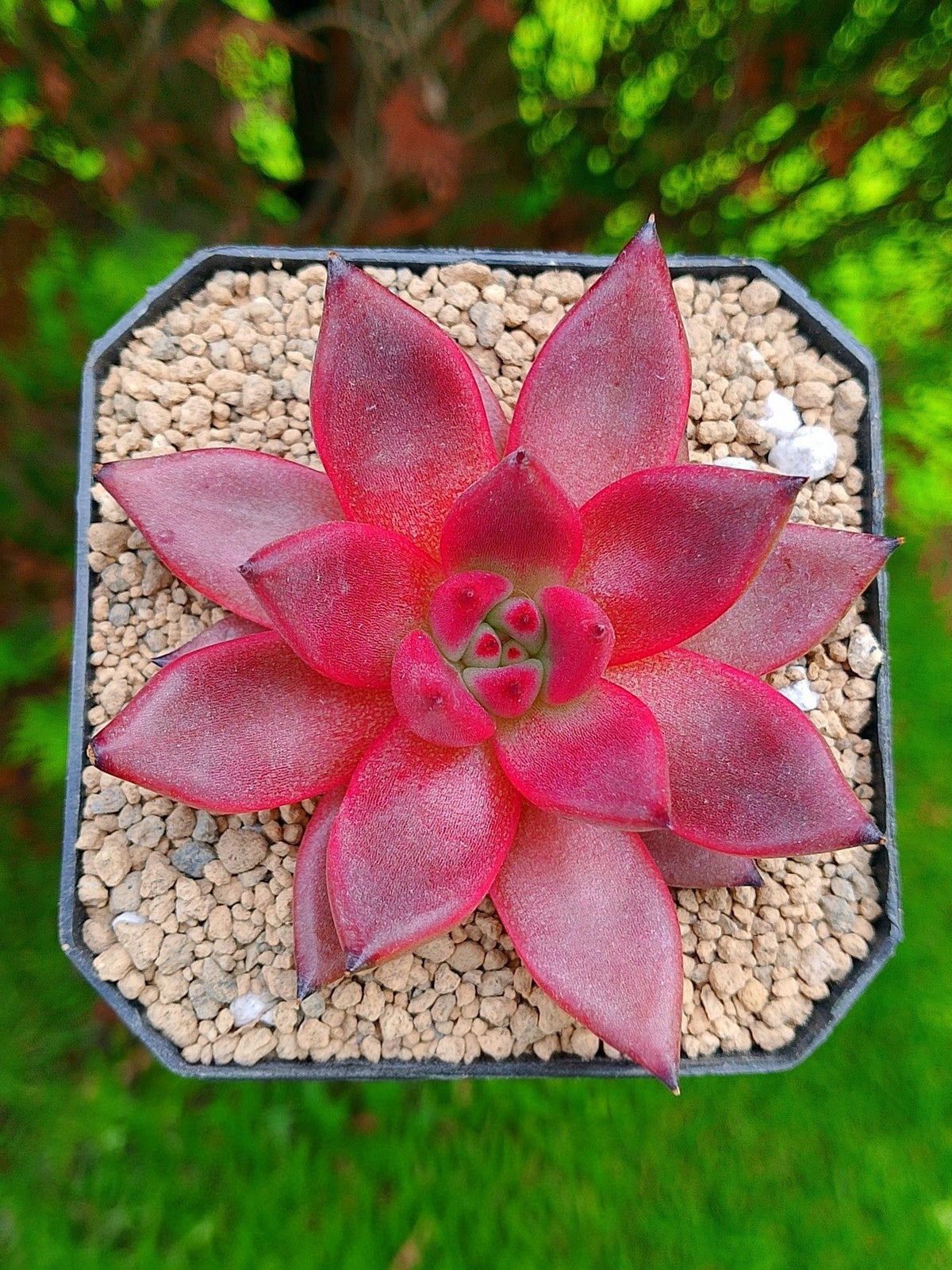 Echeveria Agavoides Romeo Rubín | maceta 4"