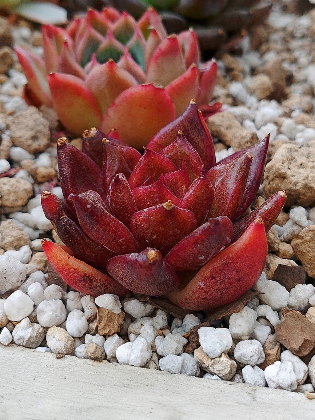 Echeveria Nike | maceta 3"