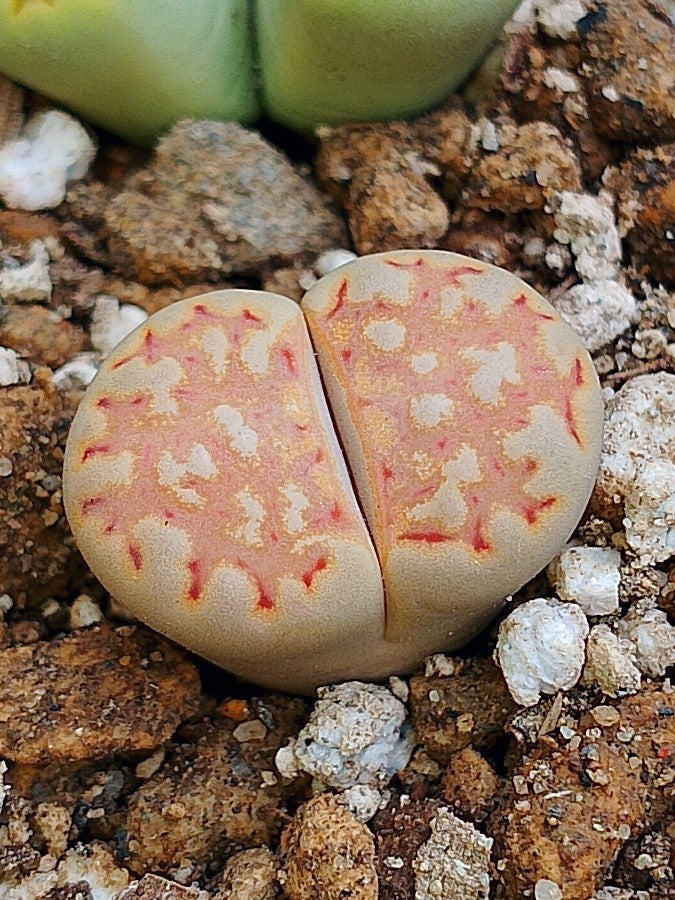 C064 	Lithops julii ssp. julii D