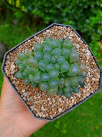 Haworthia cooperi A
