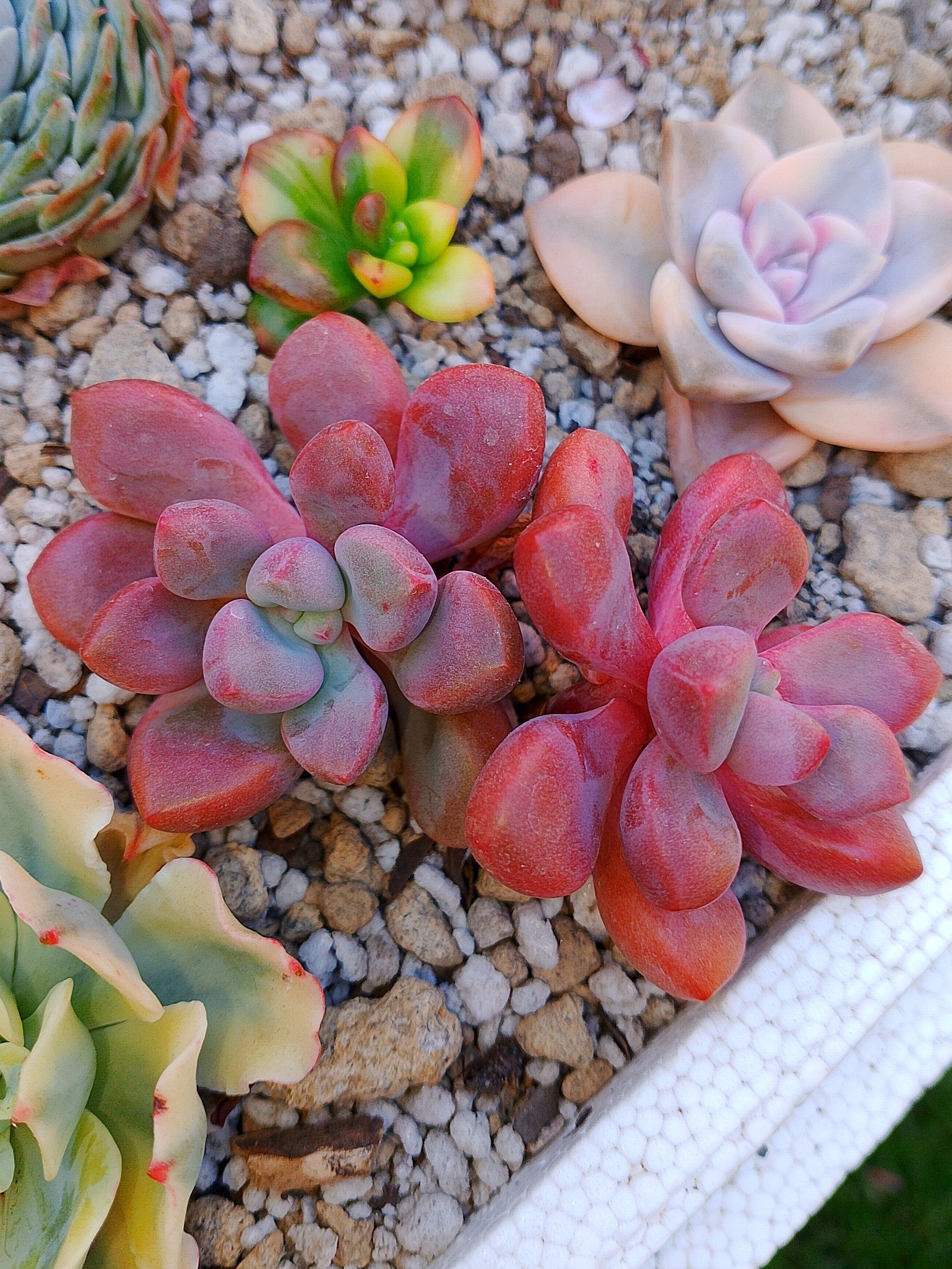 Echeveria Polarie Heart | maceta 3.5"
