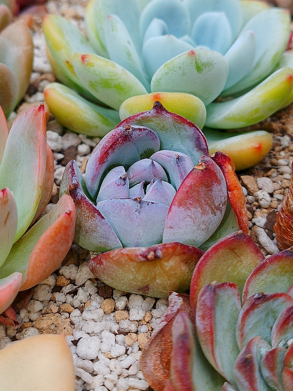 Echeveria Colorata black sabbath | maceta 3"