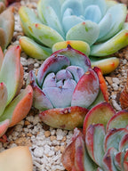 Echeveria Colorata black sabbath | maceta 3"