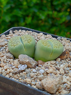 Lithops Hallii var ochracea 'Green Soapstone' - 2 cabezas