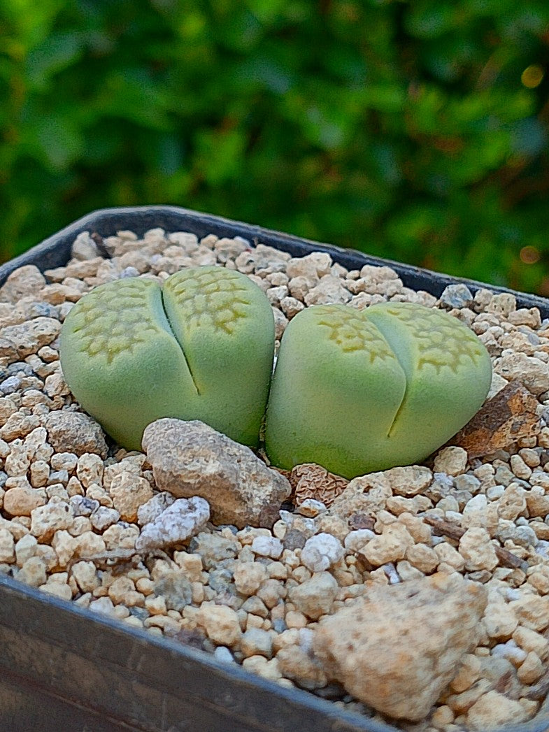 Lithops Hallii var ochracea 'Green Soapstone' - 2 cabezas