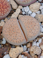 CL004 Lithops Fulviceps