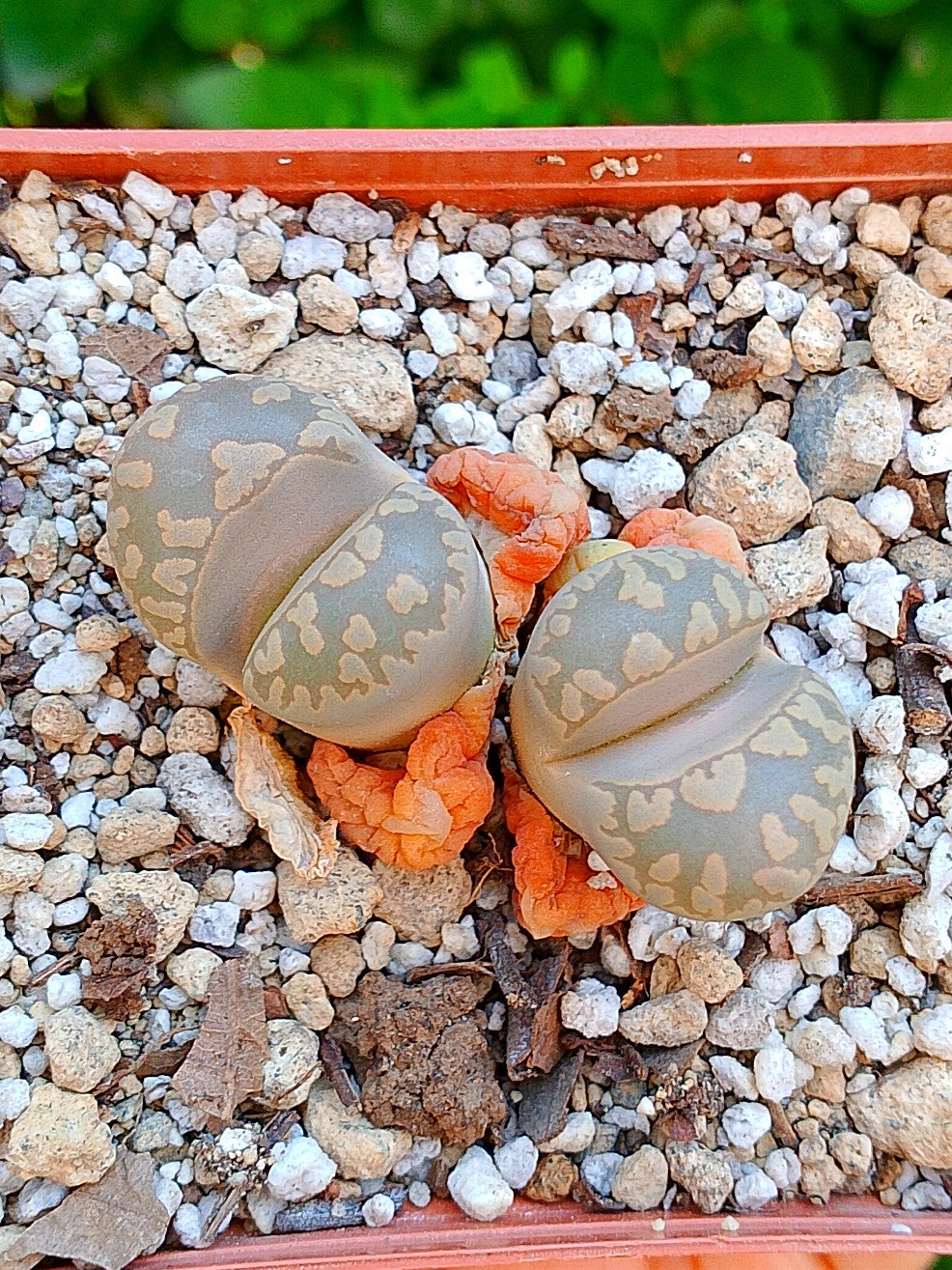 Lithops Otzeniana  | 2 cabezas