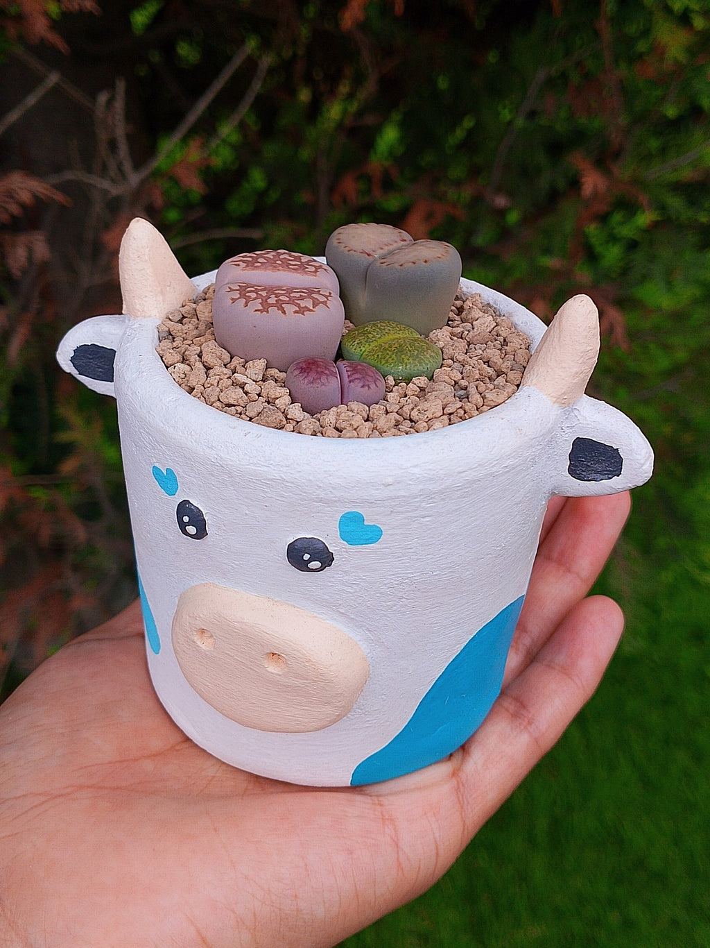 Paquete lithops Mix - vaquita A | maceta 2.5"