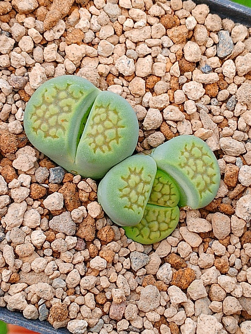Lithops Hallii var ochracea 'Sakkie green'| 2 cabezas