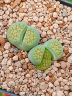 Lithops Hallii var ochracea 'Sakkie green'| 2 cabezas