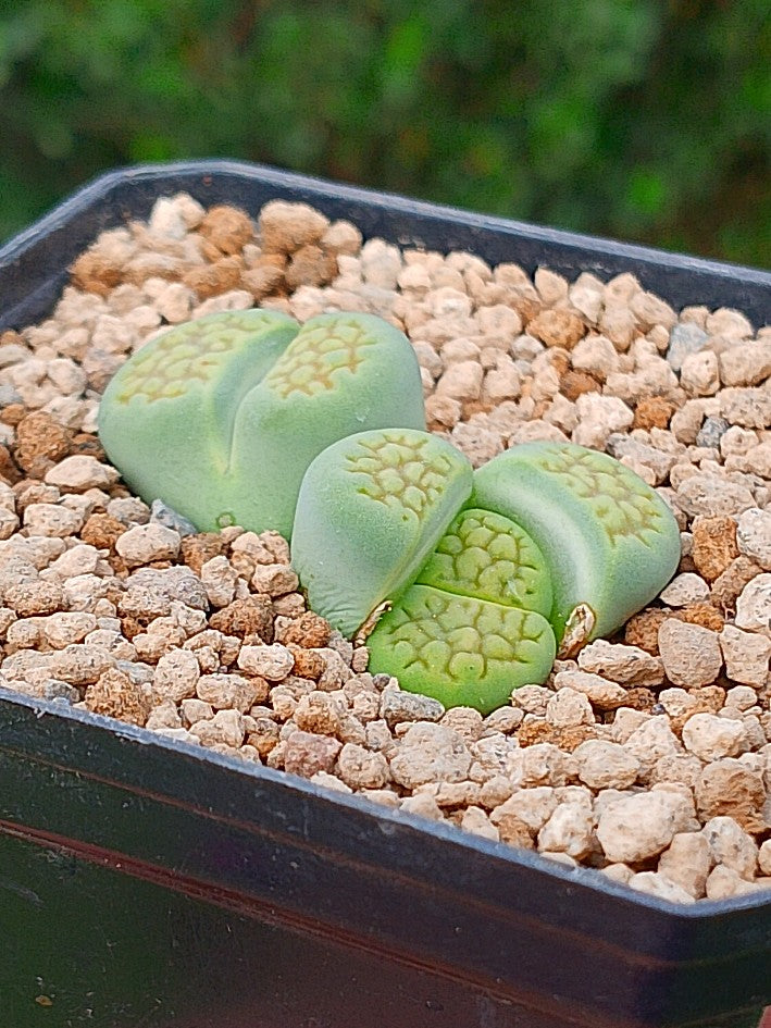 Lithops Hallii var ochracea 'Sakkie green'| 2 cabezas