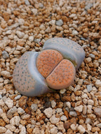 C391 	Lithops fulviceps v. fulviceps.