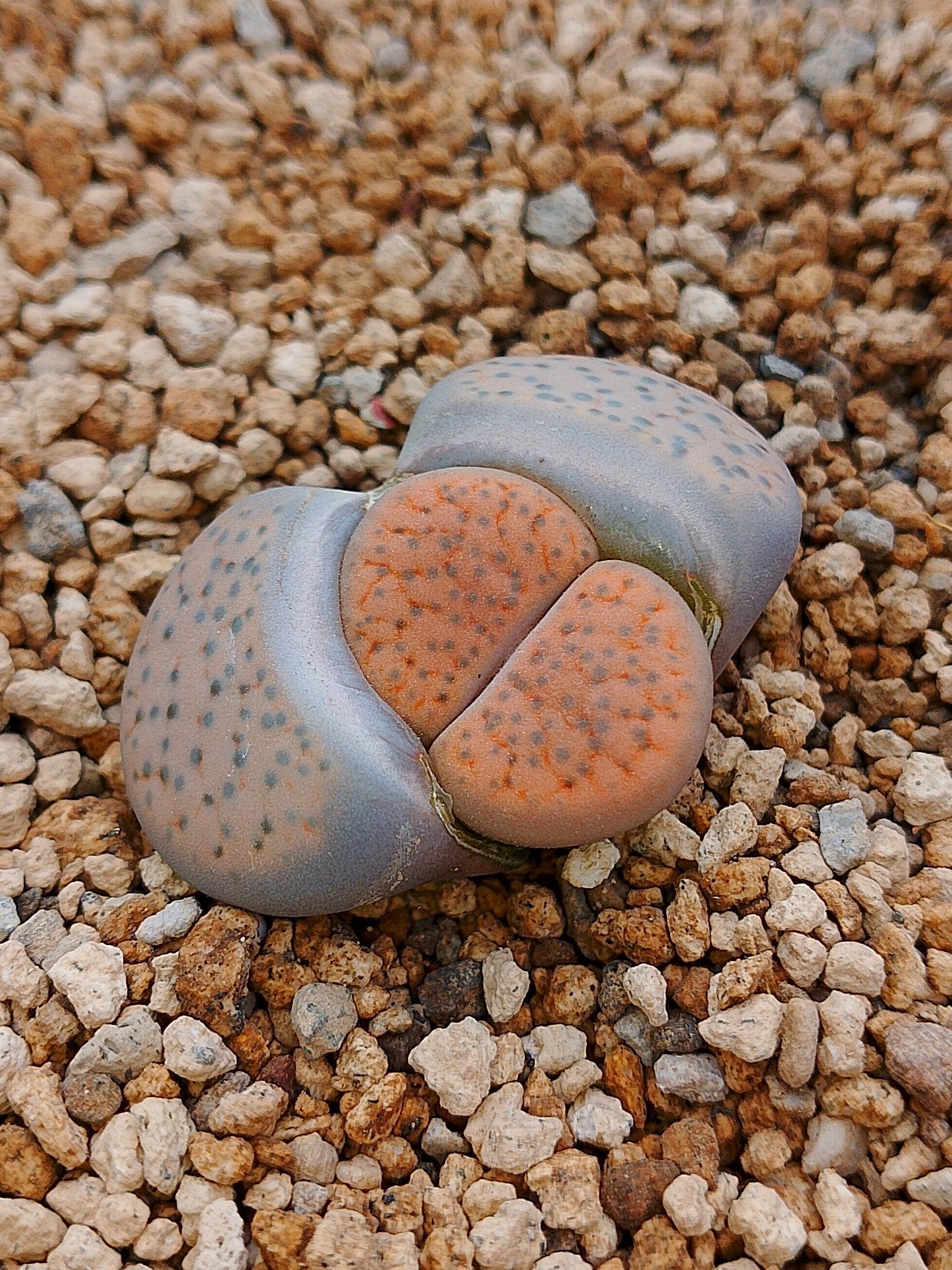 C391 	Lithops fulviceps v. fulviceps.